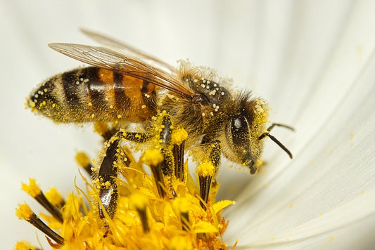 10 Potential Health Benefits of Bee Pearl Powder