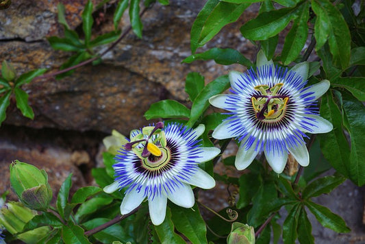The Gateway to Serenity: Relax at Night with Passiflora, Melatonin, & Vitamin B6