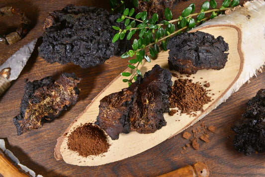 The Power of Chaga Mushrooms for Immune Support