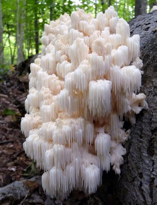 The Power of Lion's Mane Mushroom for Cognitive Well-Being